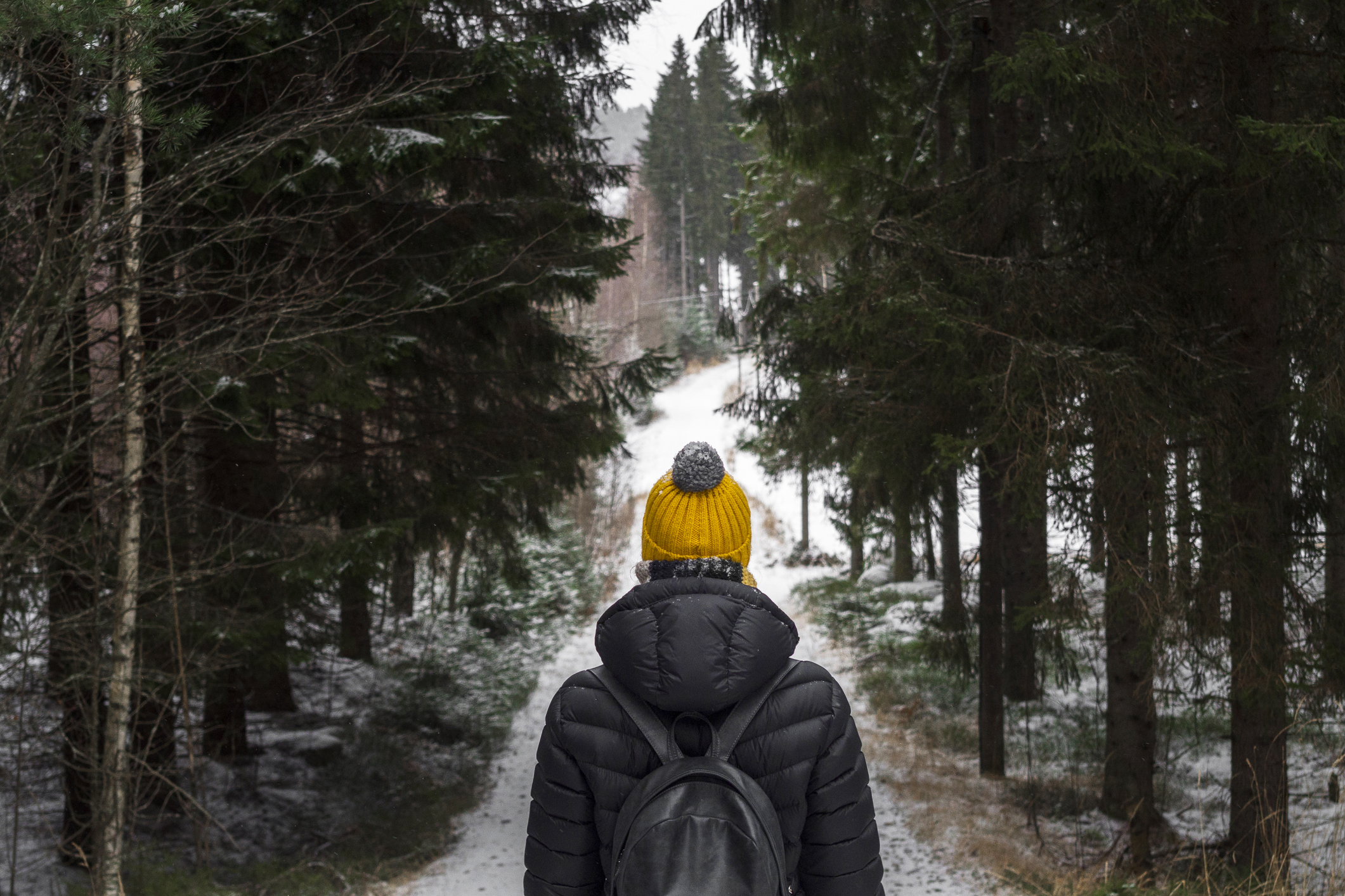 walk in winter forest